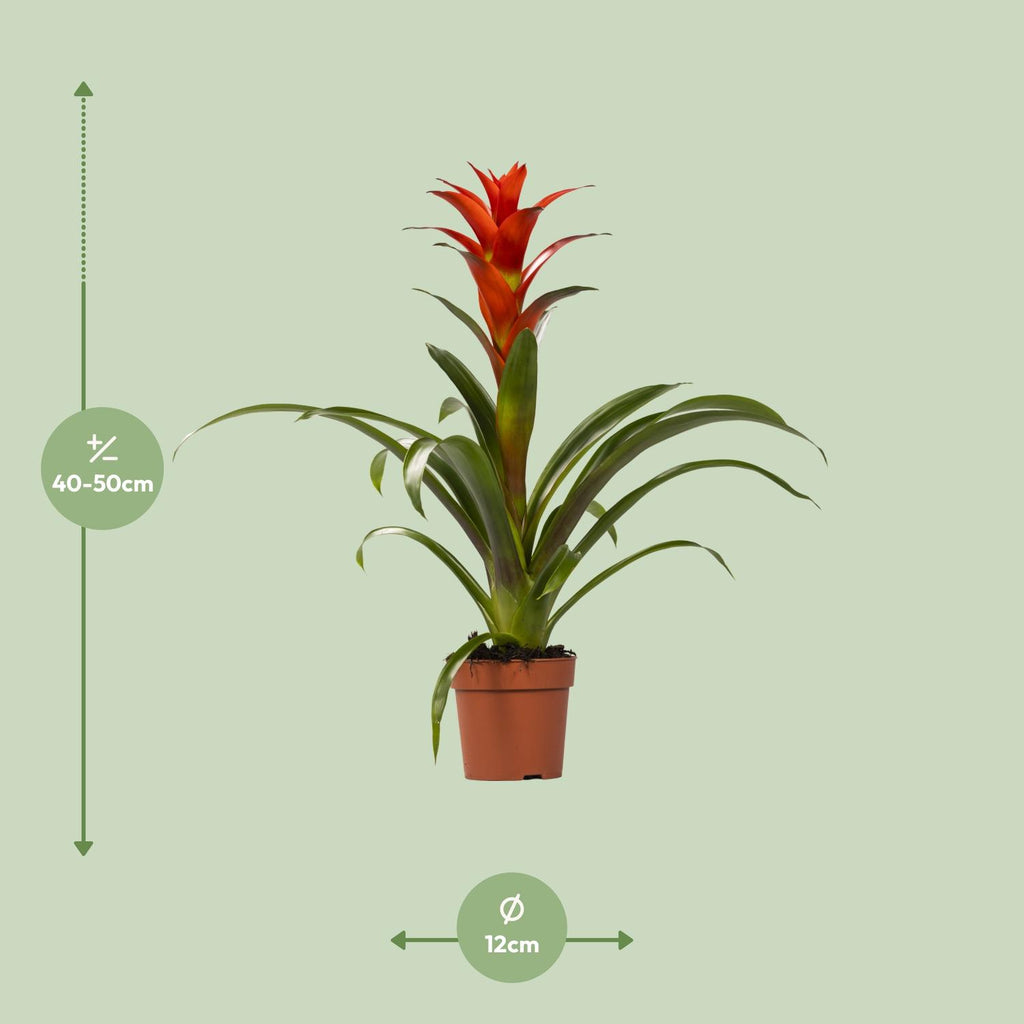 Guzmania Ostara, Ø12 cm, 45 cm