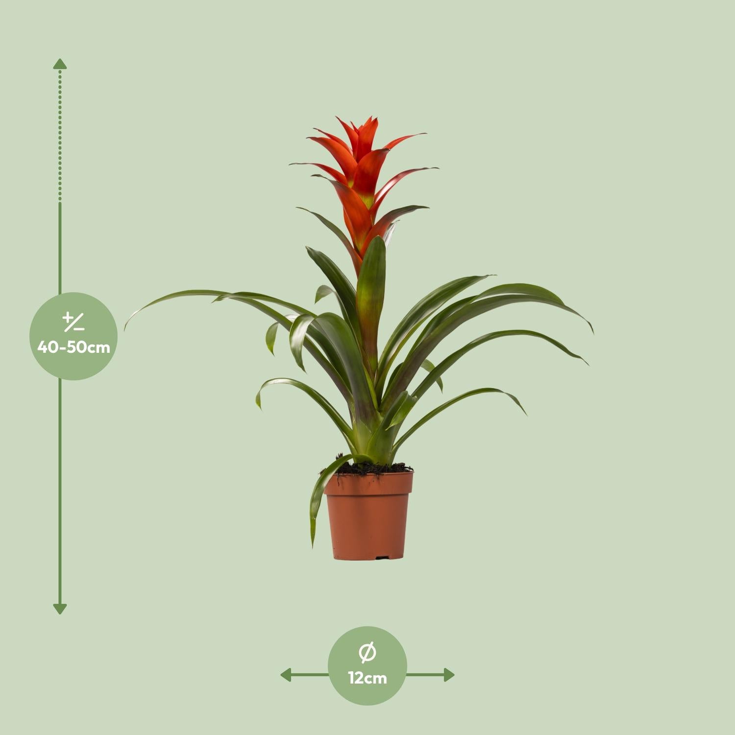 Guzmania Ostara, Ø12 cm, 45 cm