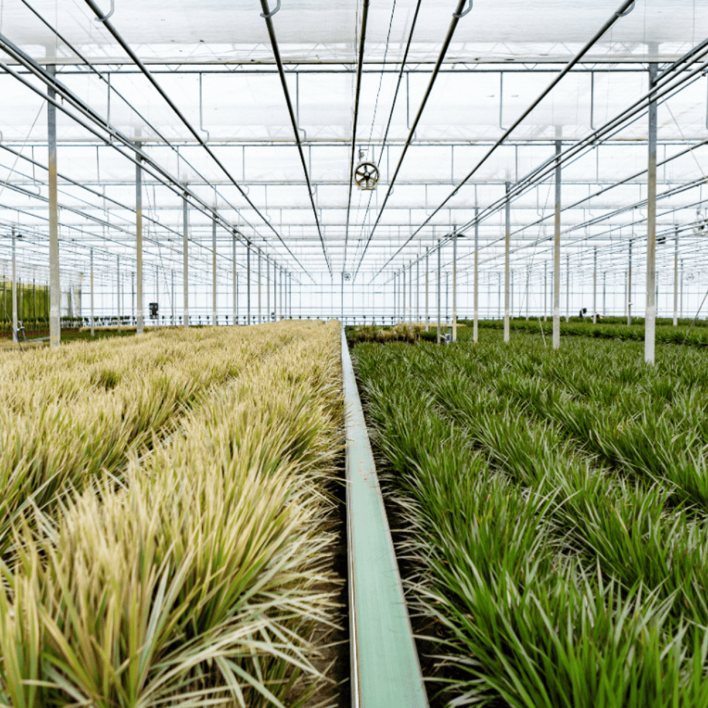 Dracaena Marginata – Ø19 – 100 cm - Botanic-Vibes