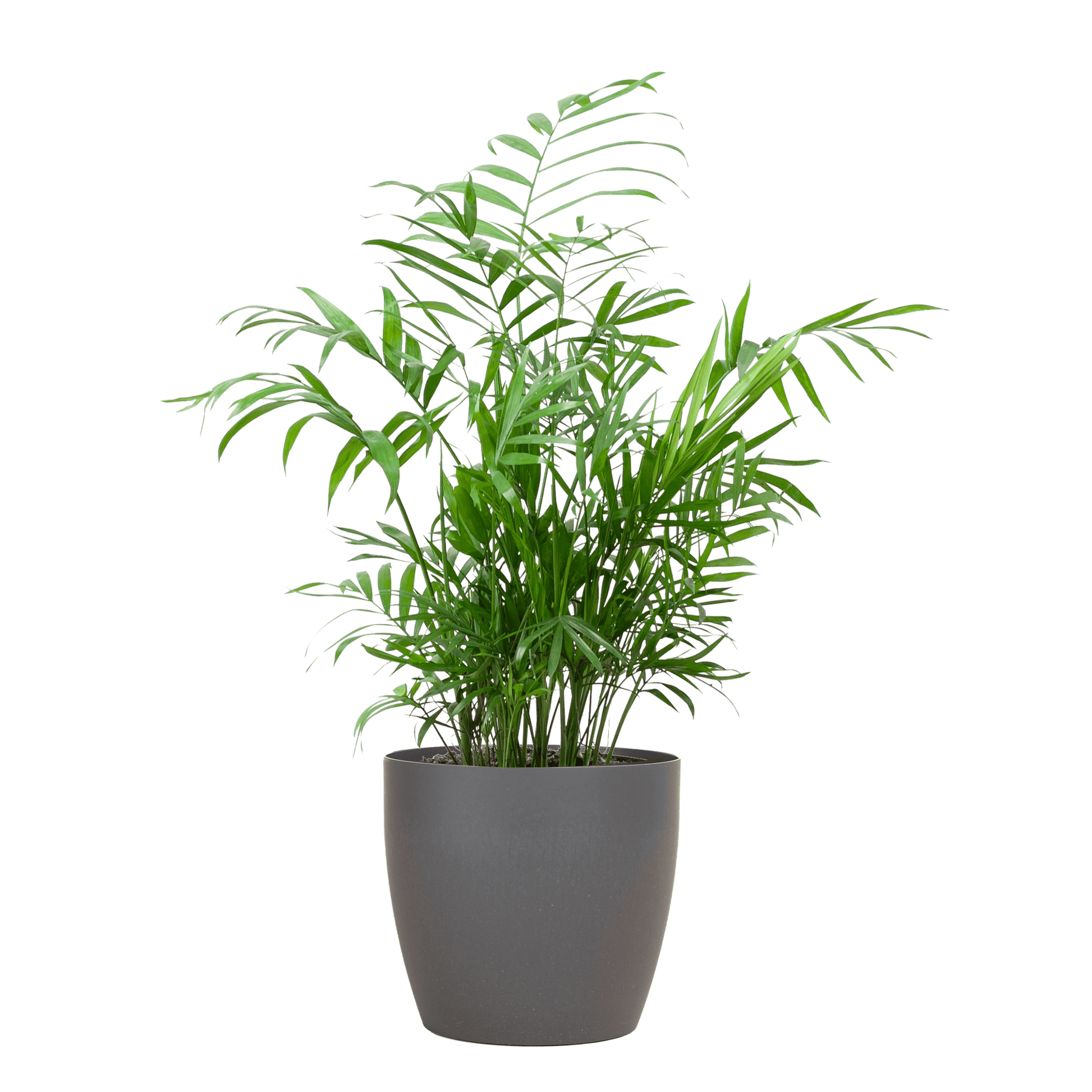 Chamadorea Elegans mit Viber Grau - 55cm - Ø17 - Botanic-Vibes