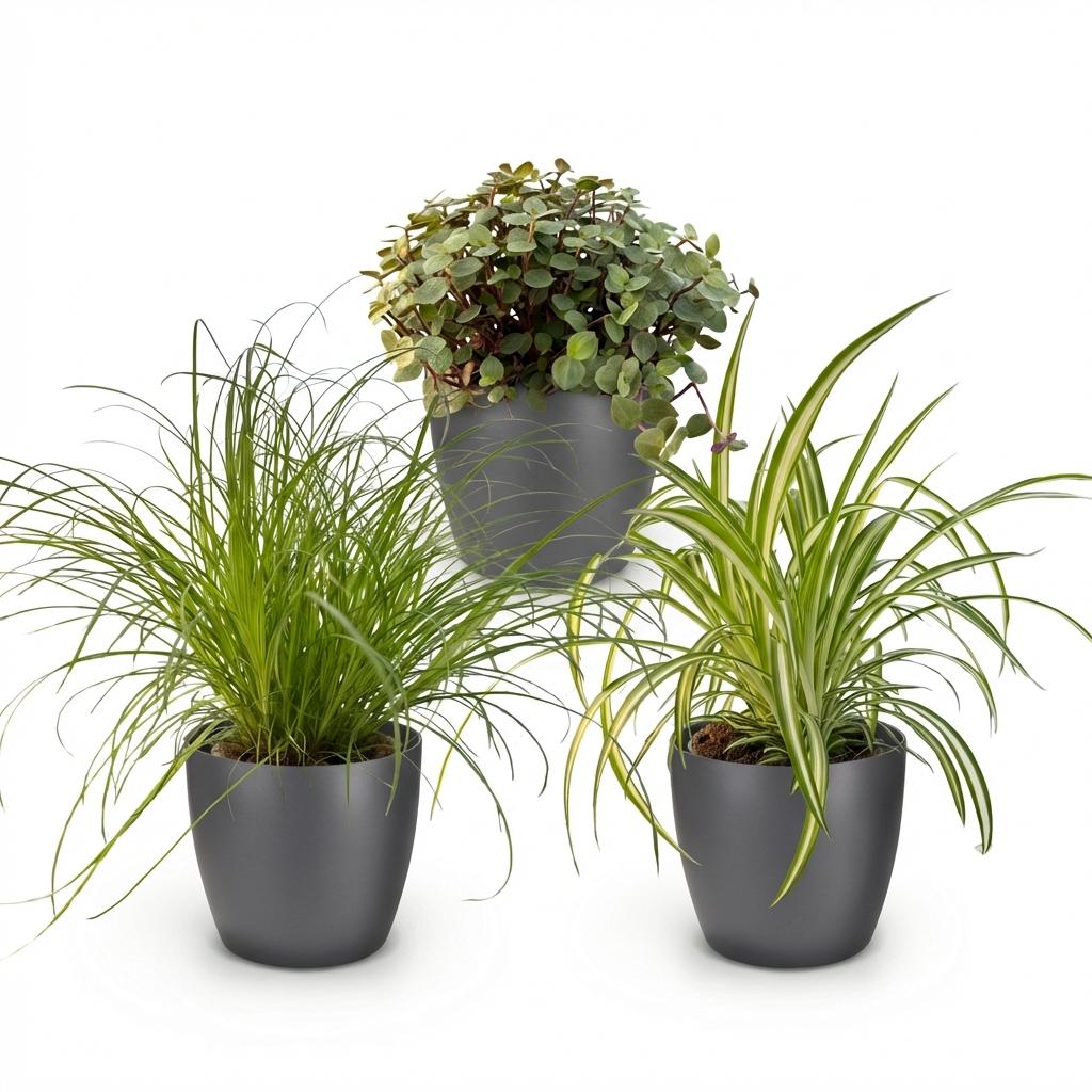 Green boutiQ, Zimmerpflanze, Cyperus, Calissia, Chlorophytum, Mix aus 3, Haustierfreundliche Pflanzen, Grün, Topf 12cm, Höhe 20cm