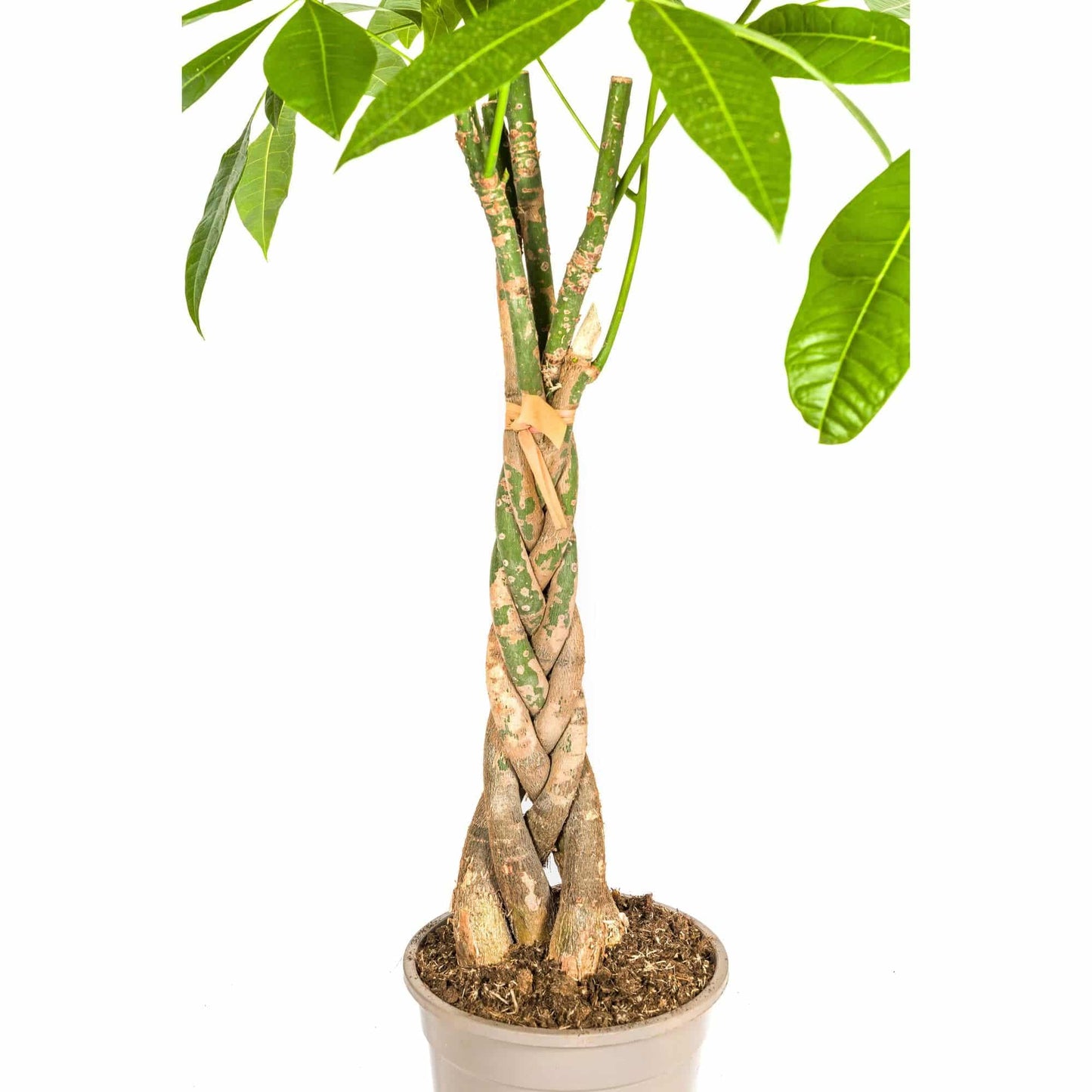 Pachira Aquatica Ø21cm - ↕90 - 110cm - Botanic-Vibes