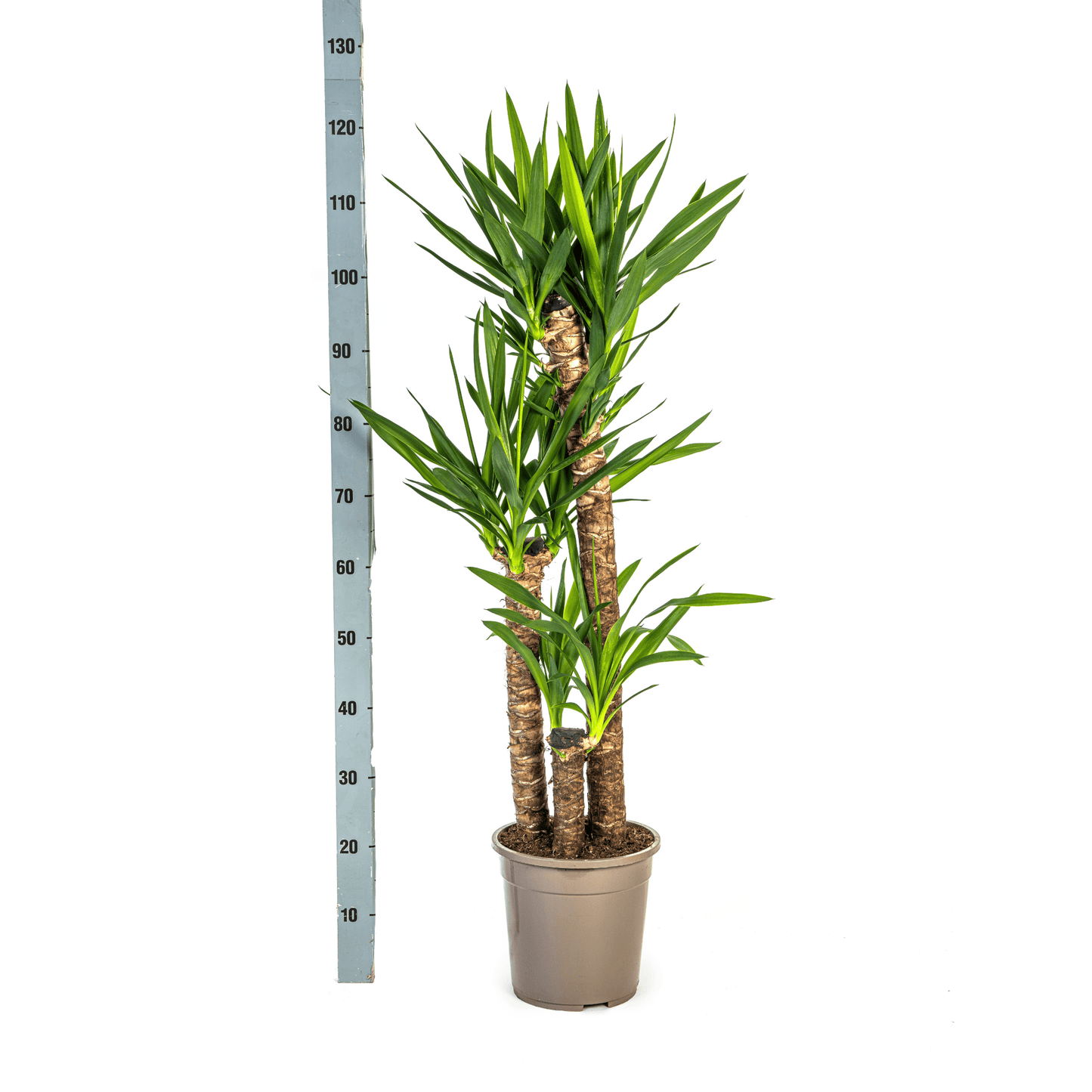 Yucca Elephantipes Ø24cm - ↕120 - 140cm - Botanic-Vibes