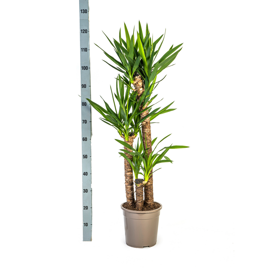 Yucca Elephantipes mit Korb Ø24 cm, 120-140 cm