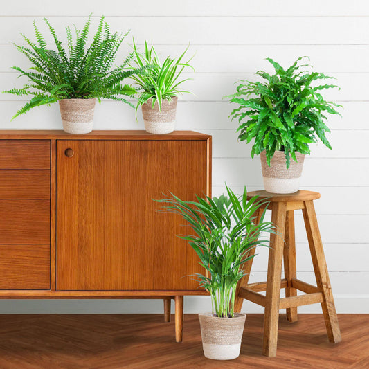 Haustierfreundliches Pflanzenset - Botanic-Vibes