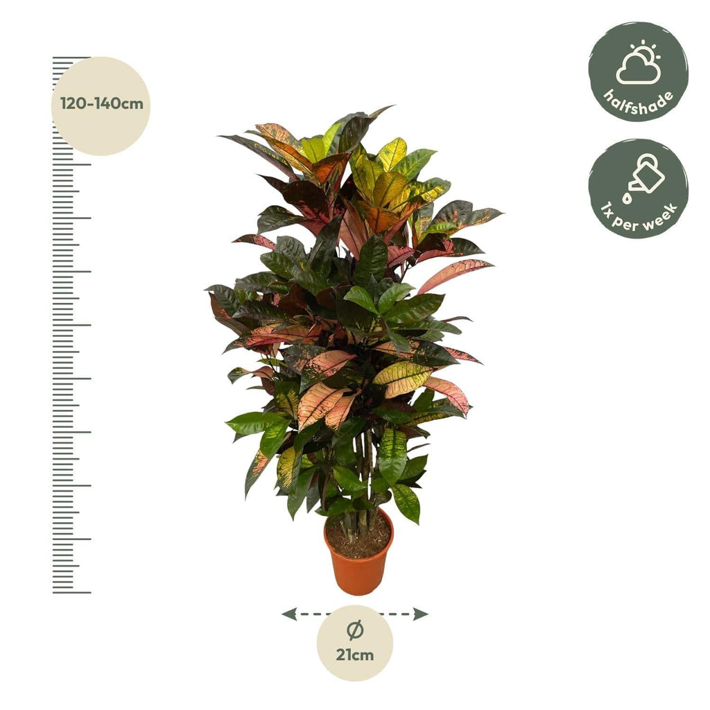 Codiaeum (Croton) Iceton verzweigt – 120 cm – Ø24 - Botanic-Vibes