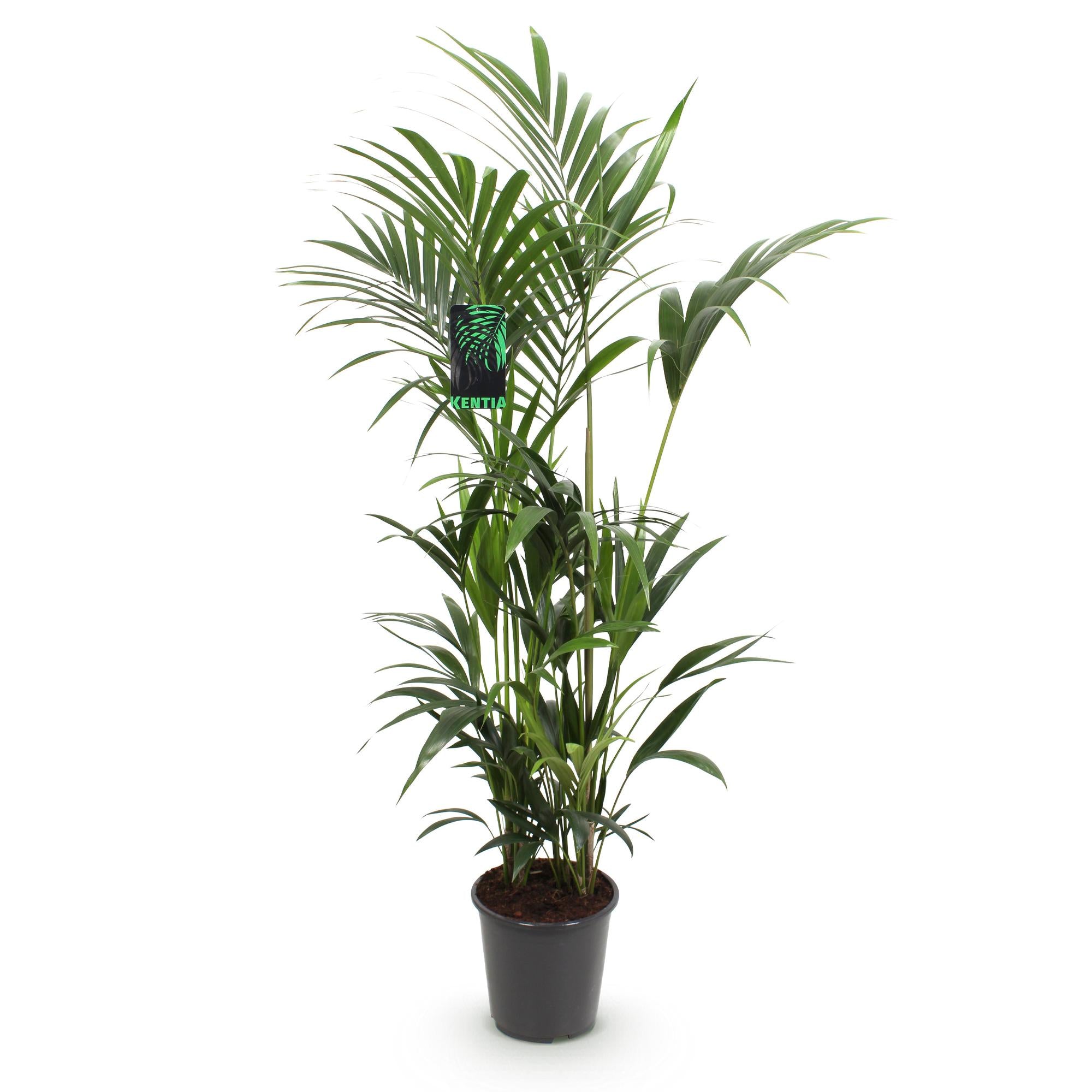 Howea Forsteriana, Kentia-Palme, Pflegeleicht, Grün, 1 Pflanze, Topf 27 cm, 160-170 cm