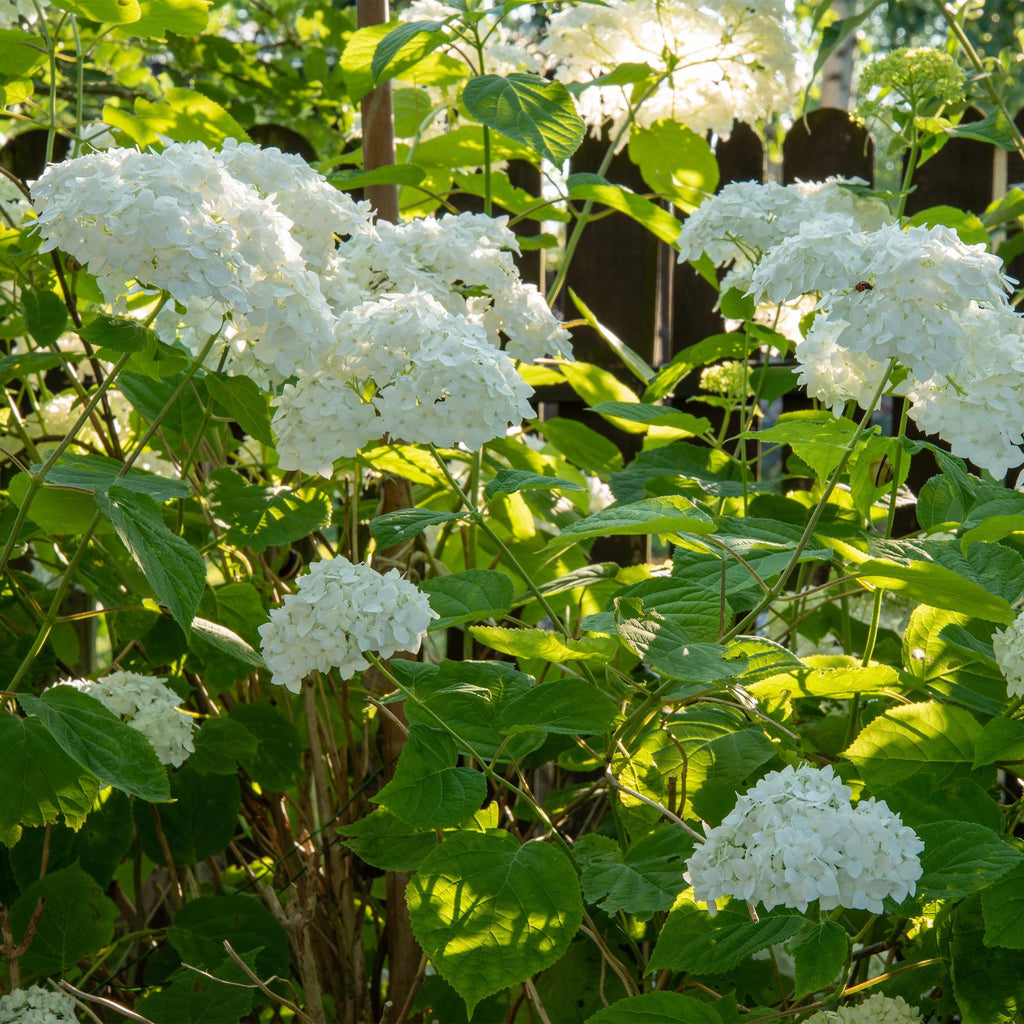 Hydrangea arborescens Annabelle, Bauernhortensie, Winterhart, Weiß, 3 Pflanzen, Topf 12 cm, 20-30 cm