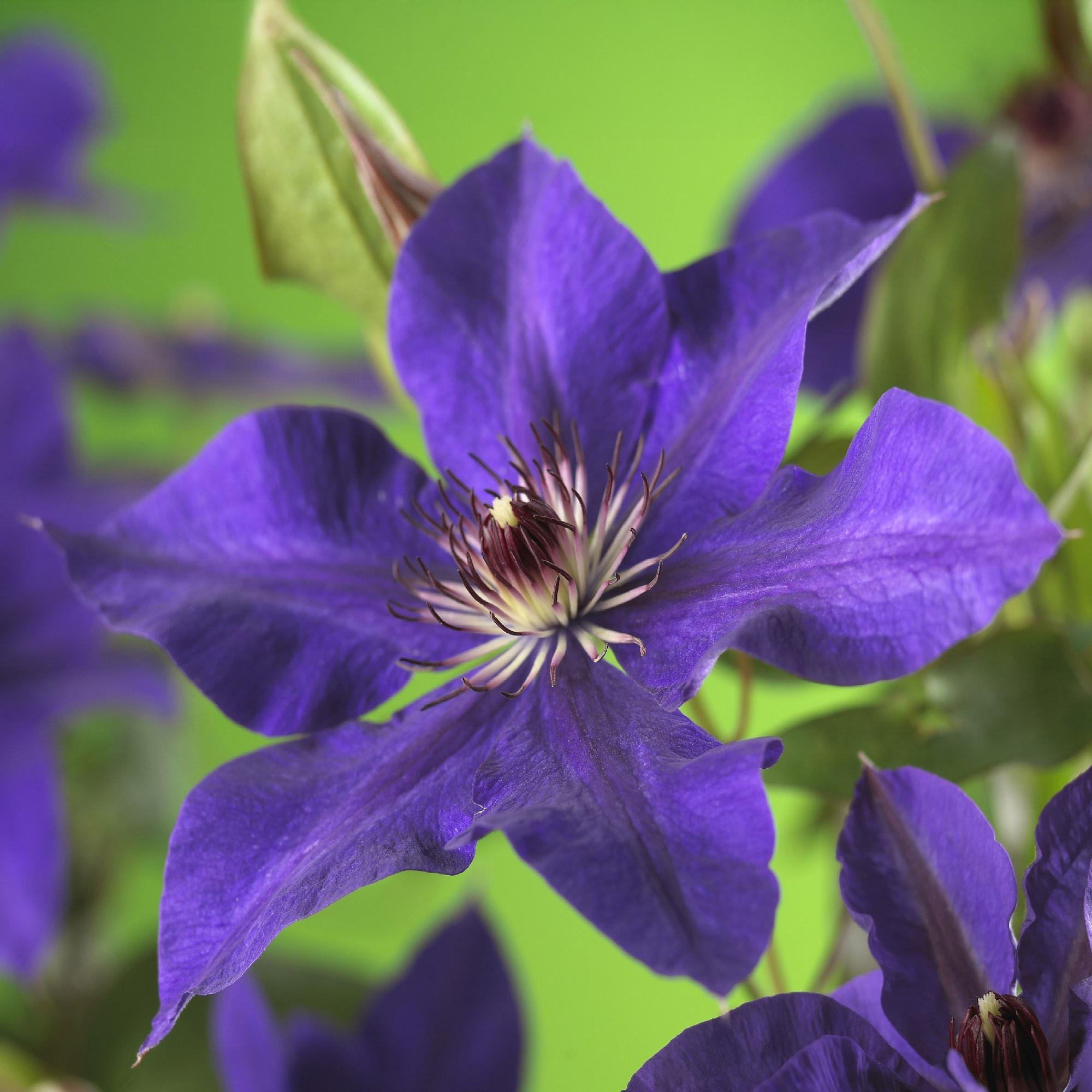 Kletterpflanze, Clematis The President, Blüte Rosa, Wenig Pflege, 2 Pflanzen, Topf 11 cm 40 cm