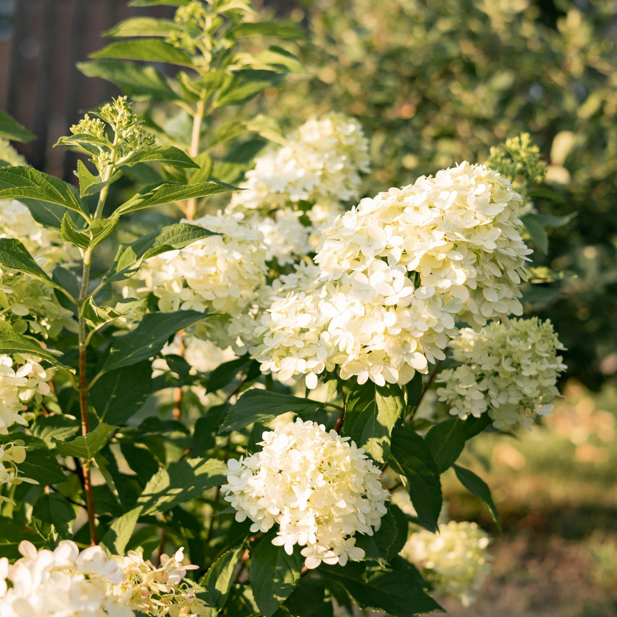 Rispenhortensie, Hydrangea panniculata Limelight, Blüte Creme Weiß, 3 Pflanzen, 1 m2, Laubabwerfend, Große Blüten, Topf 17 cm 50 cm