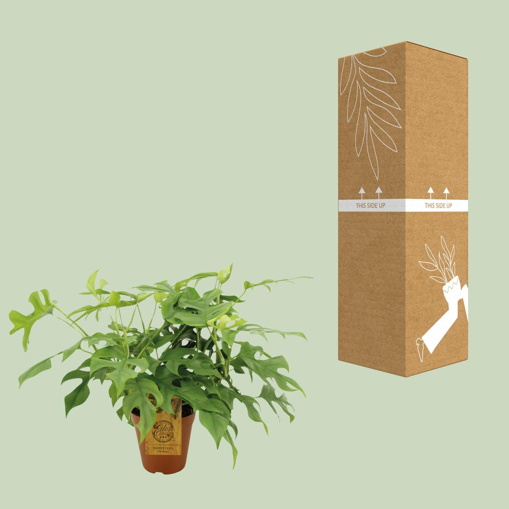 Monstera Minima, Ø15 cm, 25 cm