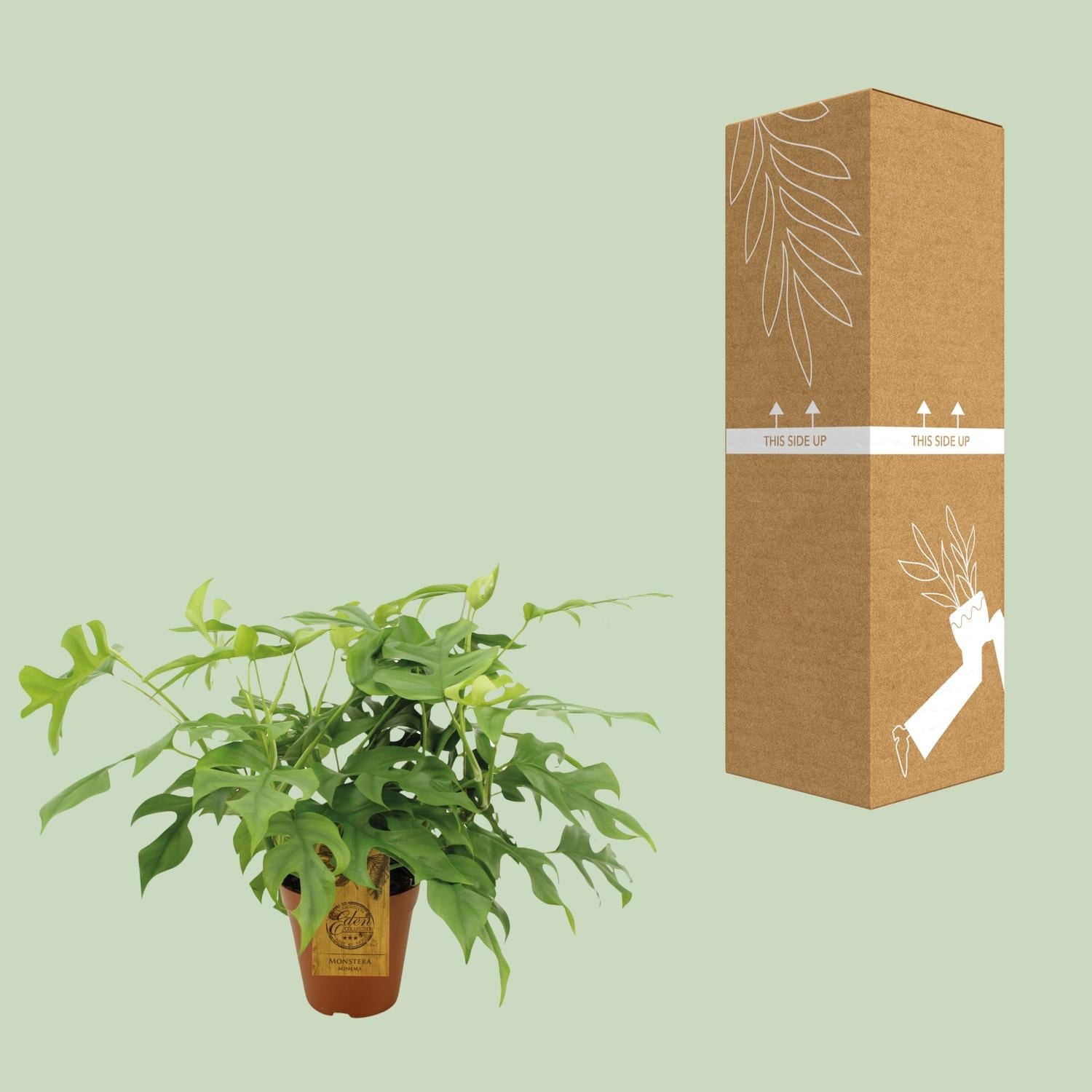 Monstera Minima, Ø15 cm, 25 cm