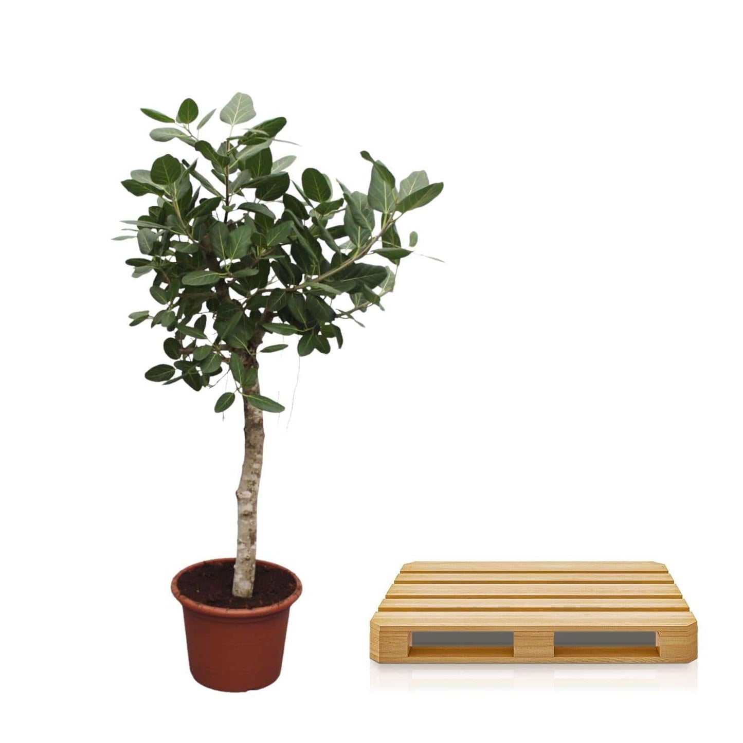 Ficus benghalensis Baum – 200 cm – Ø50 - Botanic-Vibes