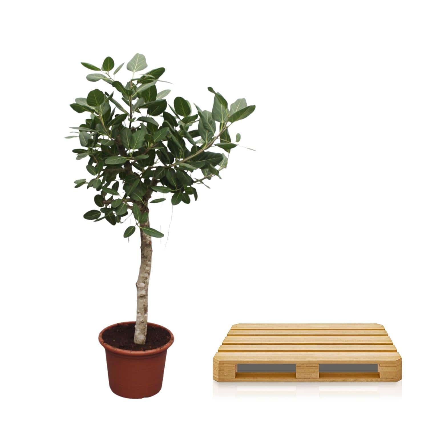 Ficus benghalensis Baum – 200 cm – Ø50 - Botanic-Vibes