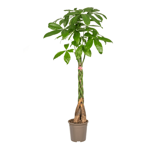 Pachira Aquatica Ø24cm - ↕120 - 140cm - Botanic-Vibes