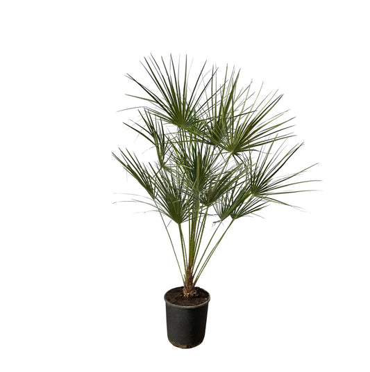 Chamaerops humilis auf Stamm – 160 cm – Ø24
