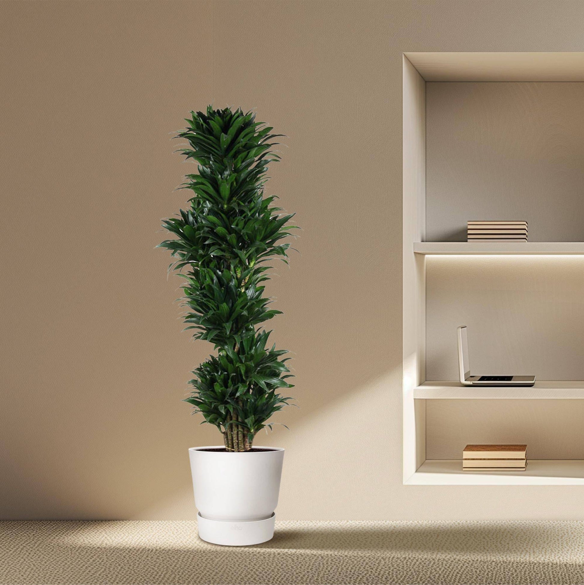 Dracaena compacta verzweigt – 170 cm – ø34 - Botanic-Vibes