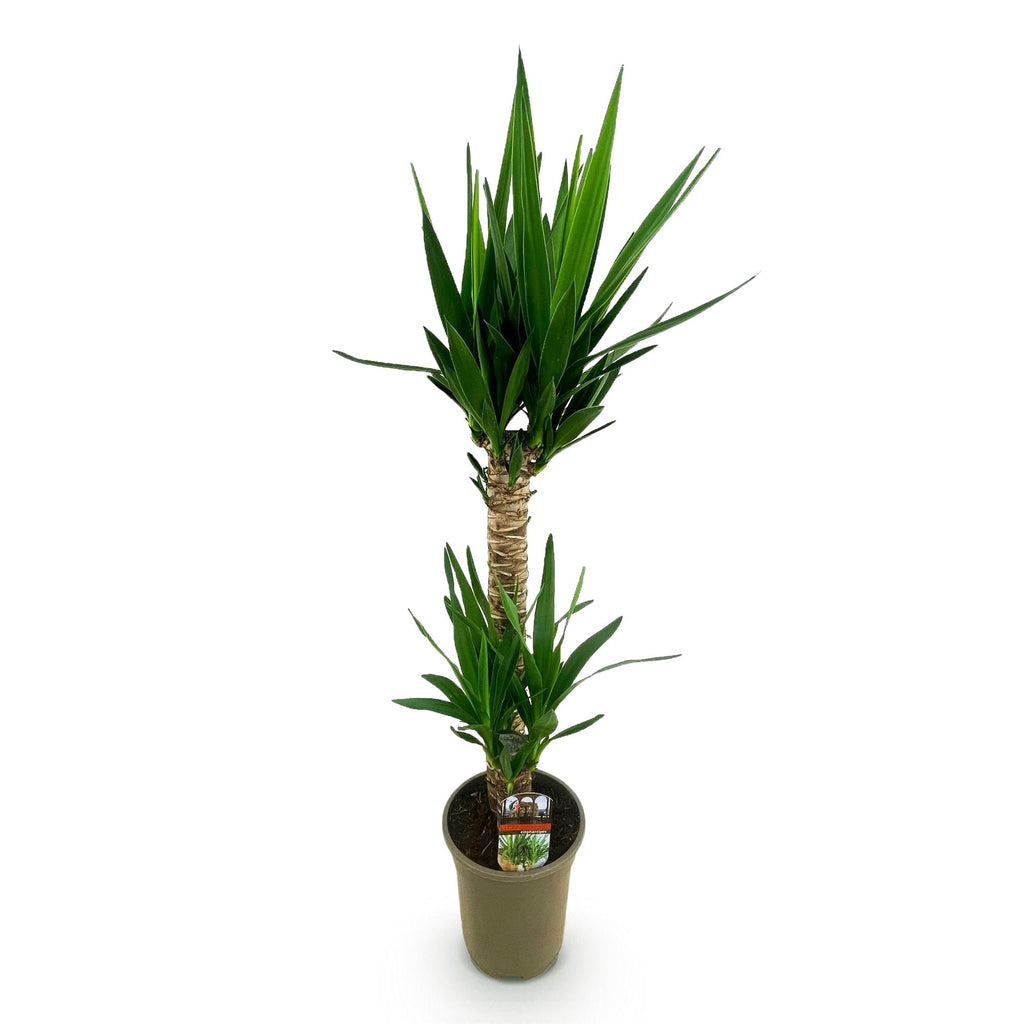 Yucca elephantipes, Yucca, Wenig Pflege, Grün, 1, Topf 19 cm, 95 cm