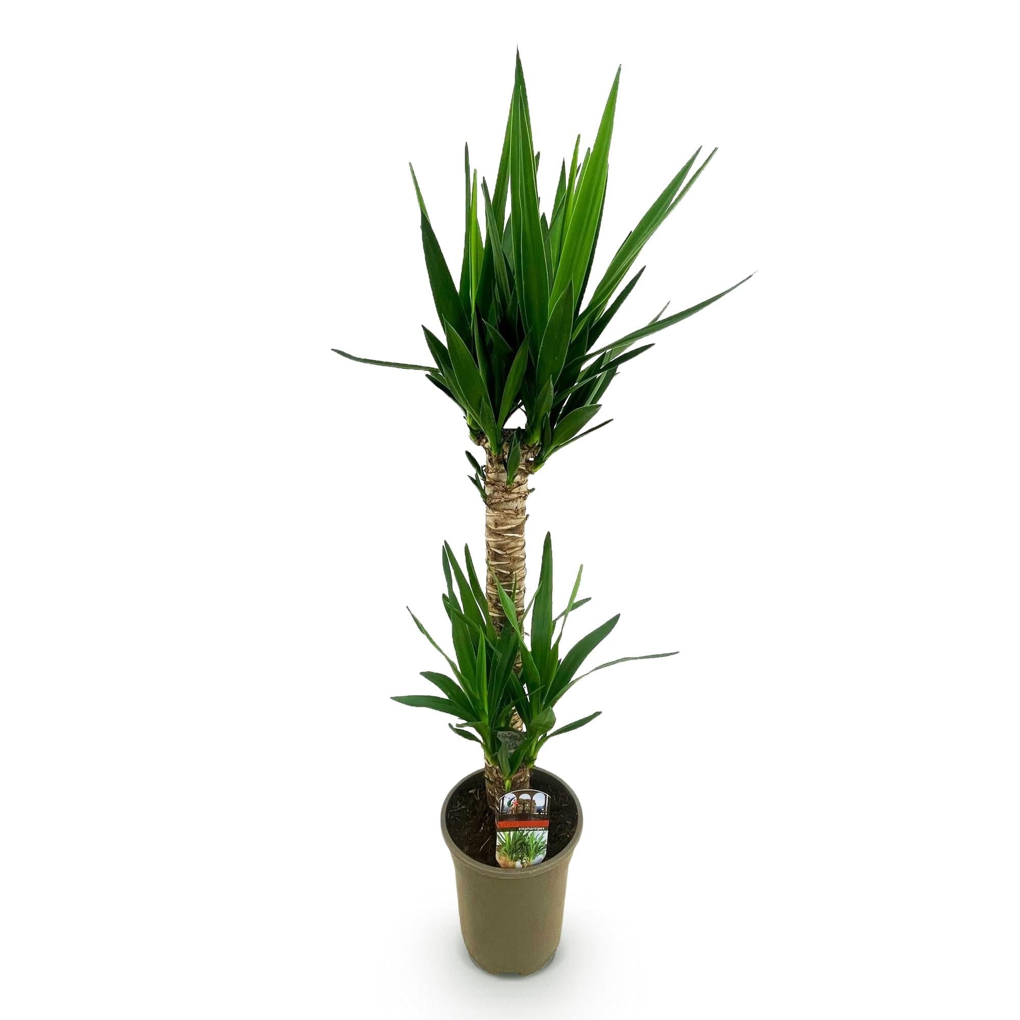 Yucca elephantipes, Yucca, Wenig Pflege, Grün, 1, Topf 19 cm, 95 cm