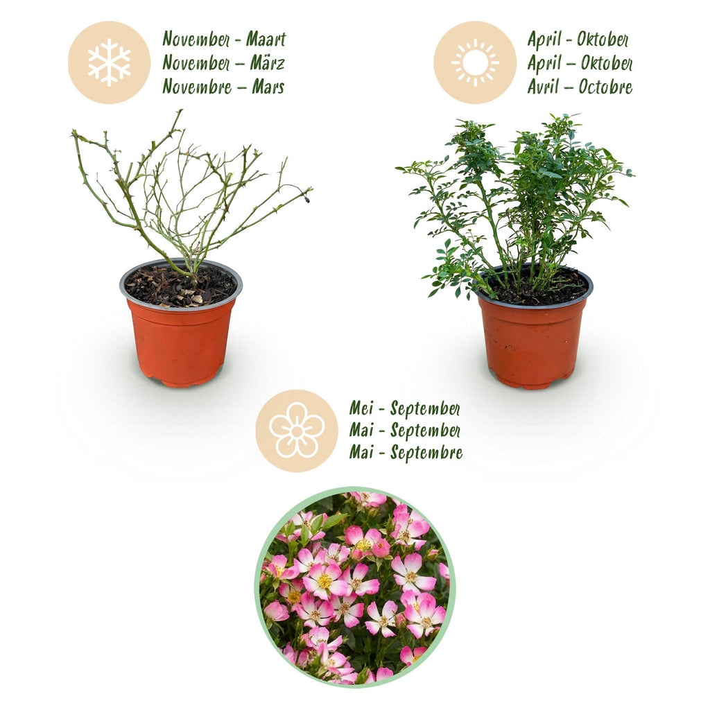 Gartenrose, Rosa Cutie Pie, Rose, Winterhart, Rosa, 1 Pflanze, Topf 12 cm, 20-25 cm