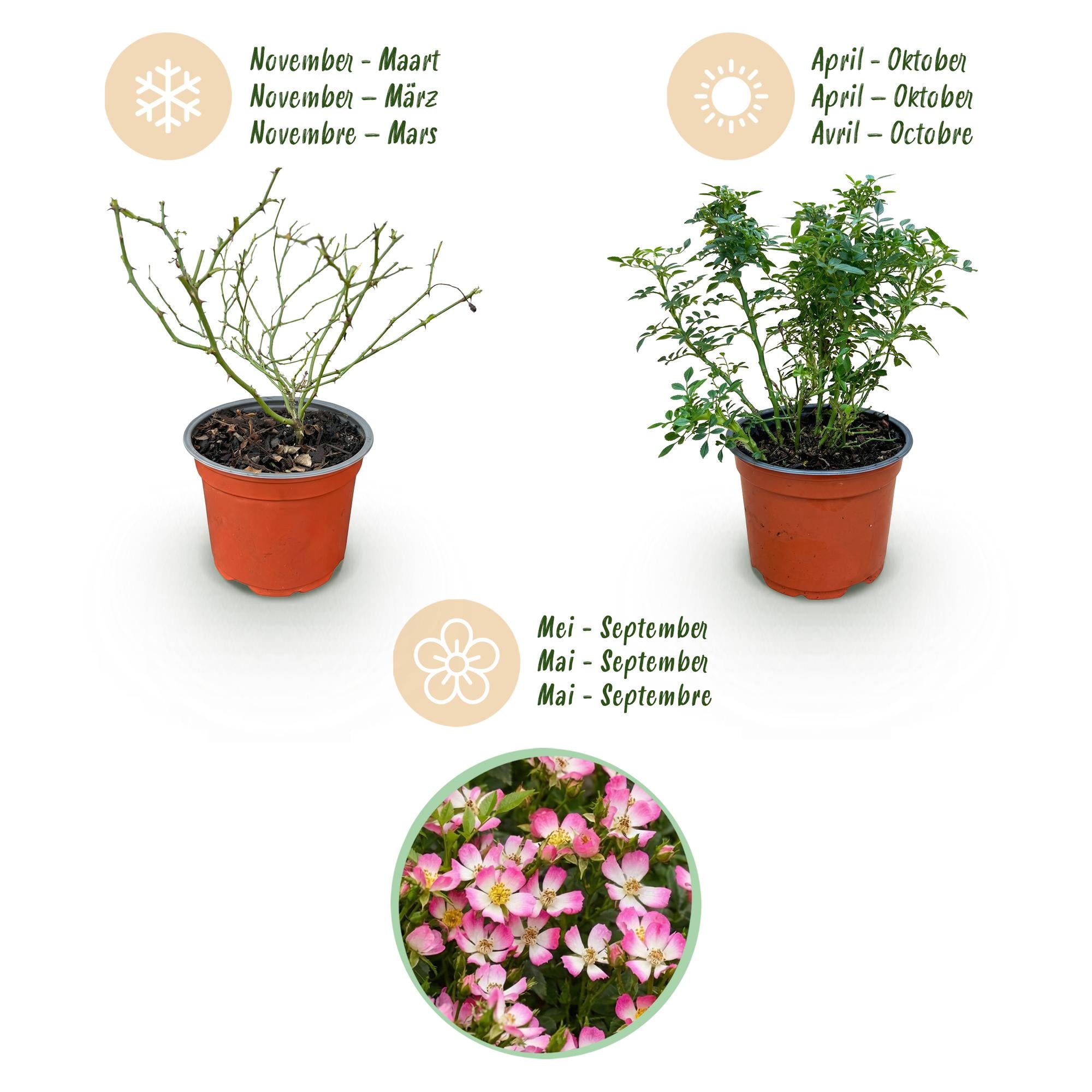 Gartenrose, Rosa Cutie Pie, Rose, Winterhart, Rosa, 1 Pflanze, Topf 12 cm, 20-25 cm