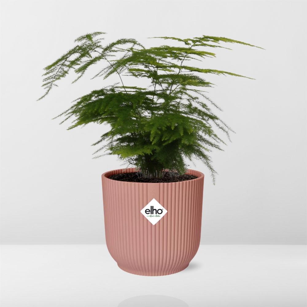 Asparagus Setaceus ‘Plumosus’ im ELHO Vibes Fold, 14 cm, rosa