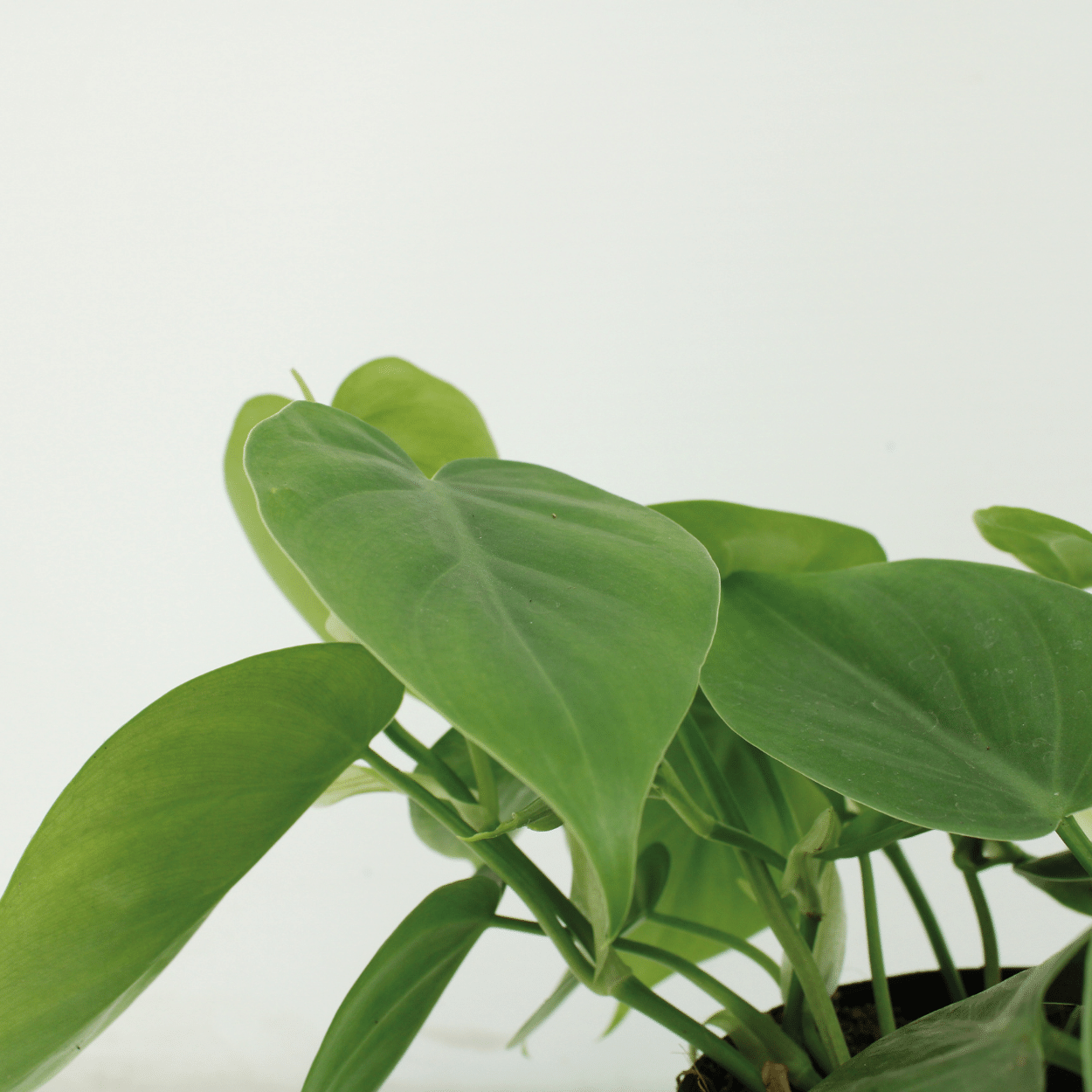 2x Philodendron Scandens, - 5 cm, Ø12 cm