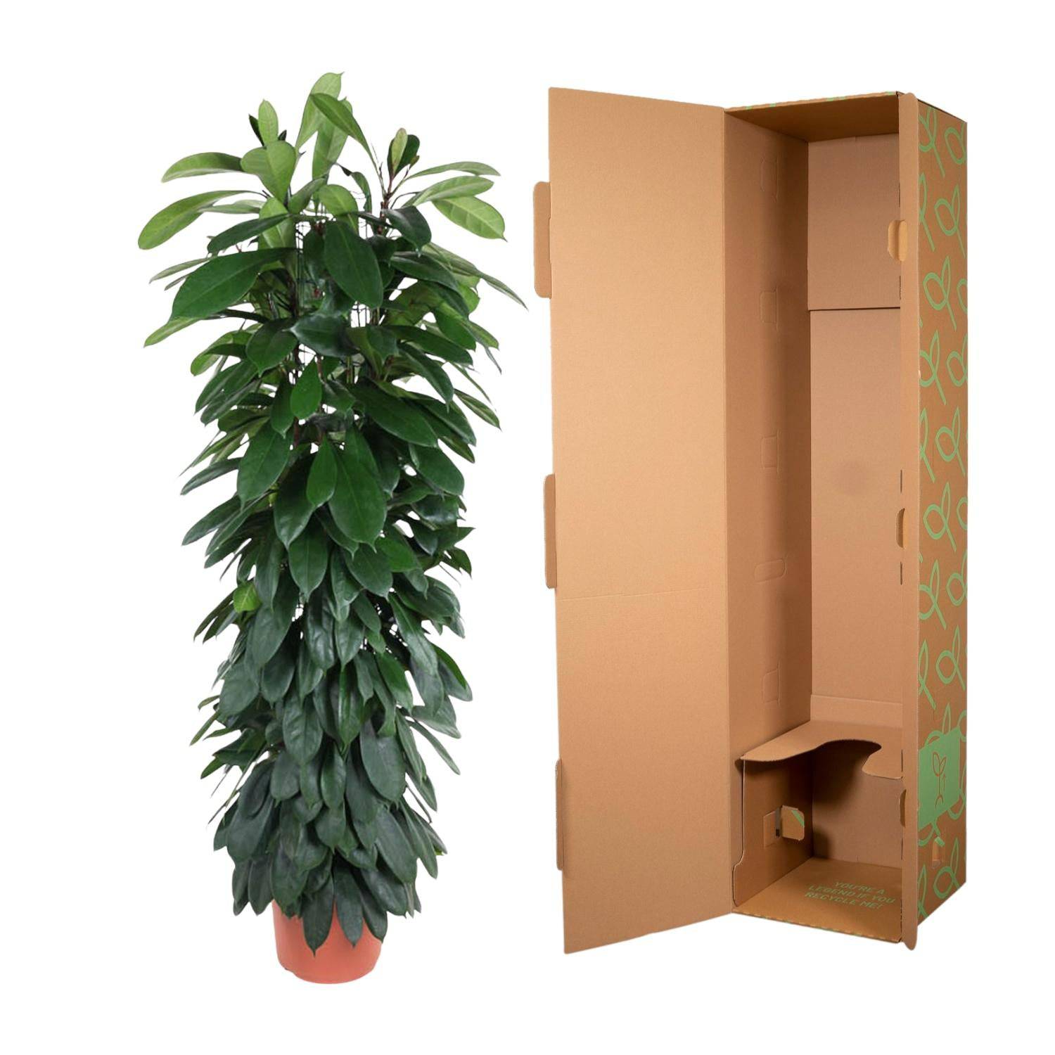 Ficus cyatistipula Säule – 150 cm – Ø29 - Botanic-Vibes