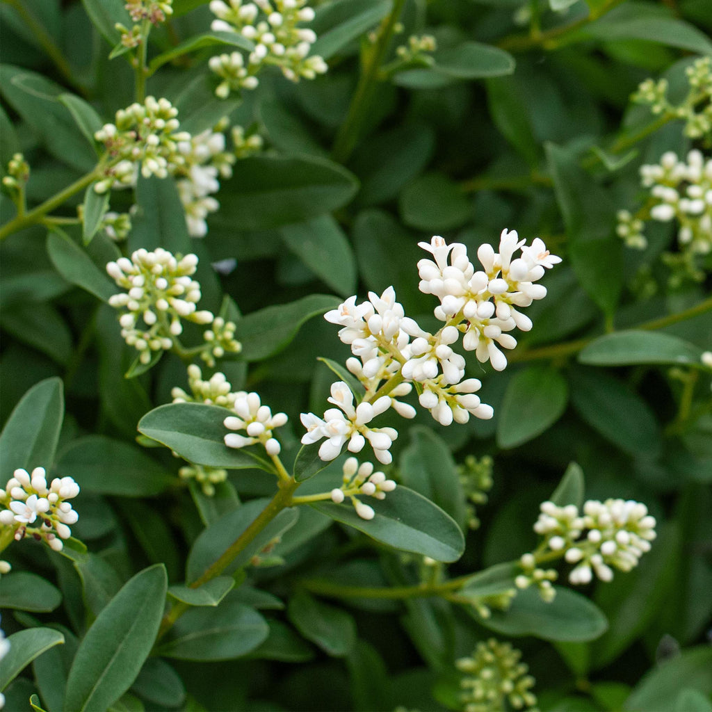 Heckenpflanzen, Ligustrum ovalifolium, Blatt grün, 8 Pflanzen, 1 laufender Meter, immergrün, Topf 9 cm 35-40 cm