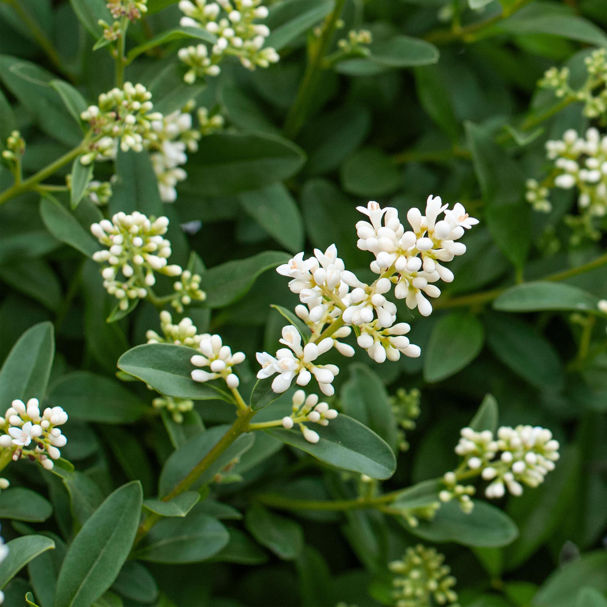 Heckenpflanzen, Ligustrum ovalifolium, Blatt grün, 8 Pflanzen, 1 laufender Meter, immergrün, Topf 9 cm 35-40 cm