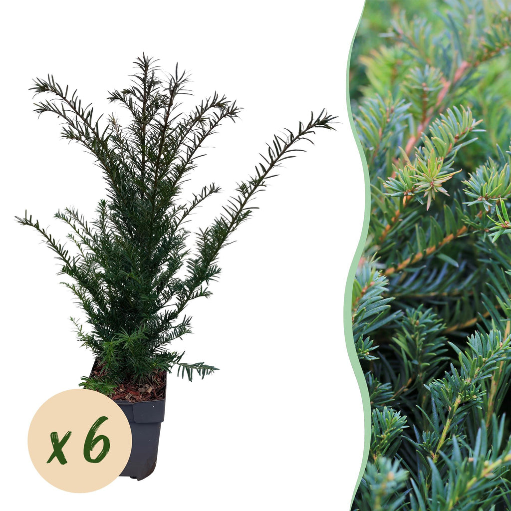 Heckenpflanzen, Taxus baccata, Blatt grün, 6 Pflanzen, 1 laufender Meter, immergrün, Topf 17 cm 60 cm