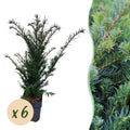 Heckenpflanzen, Taxus baccata, Blatt grün, 6 Pflanzen, 1 laufender Meter, immergrün, Topf 17 cm 60 cm