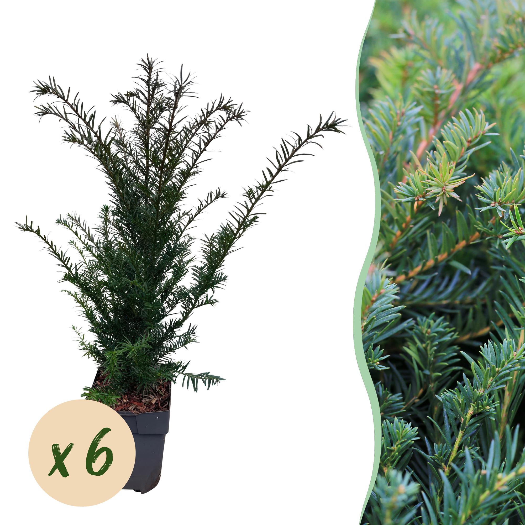 Heckenpflanzen, Taxus baccata, Blatt grün, 6 Pflanzen, 1 laufender Meter, immergrün, Topf 17 cm 60 cm