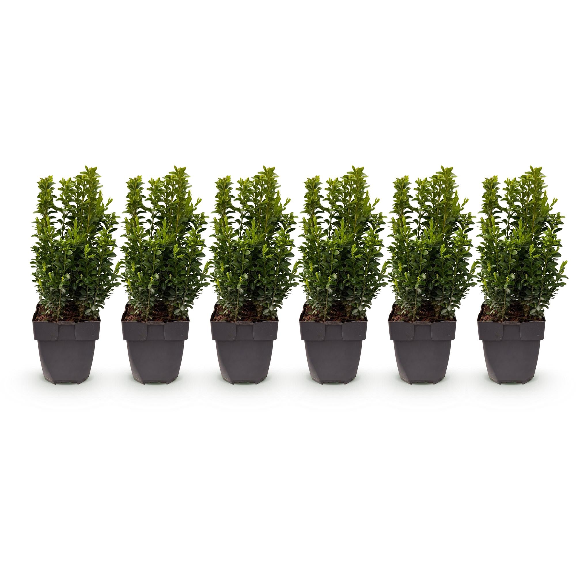 Heckenpflanzen, Buxus sempervirens, Blatt grün, 6 Pflanzen, 1 laufender Meter, immergrün, Topf 17 cm 45 cm