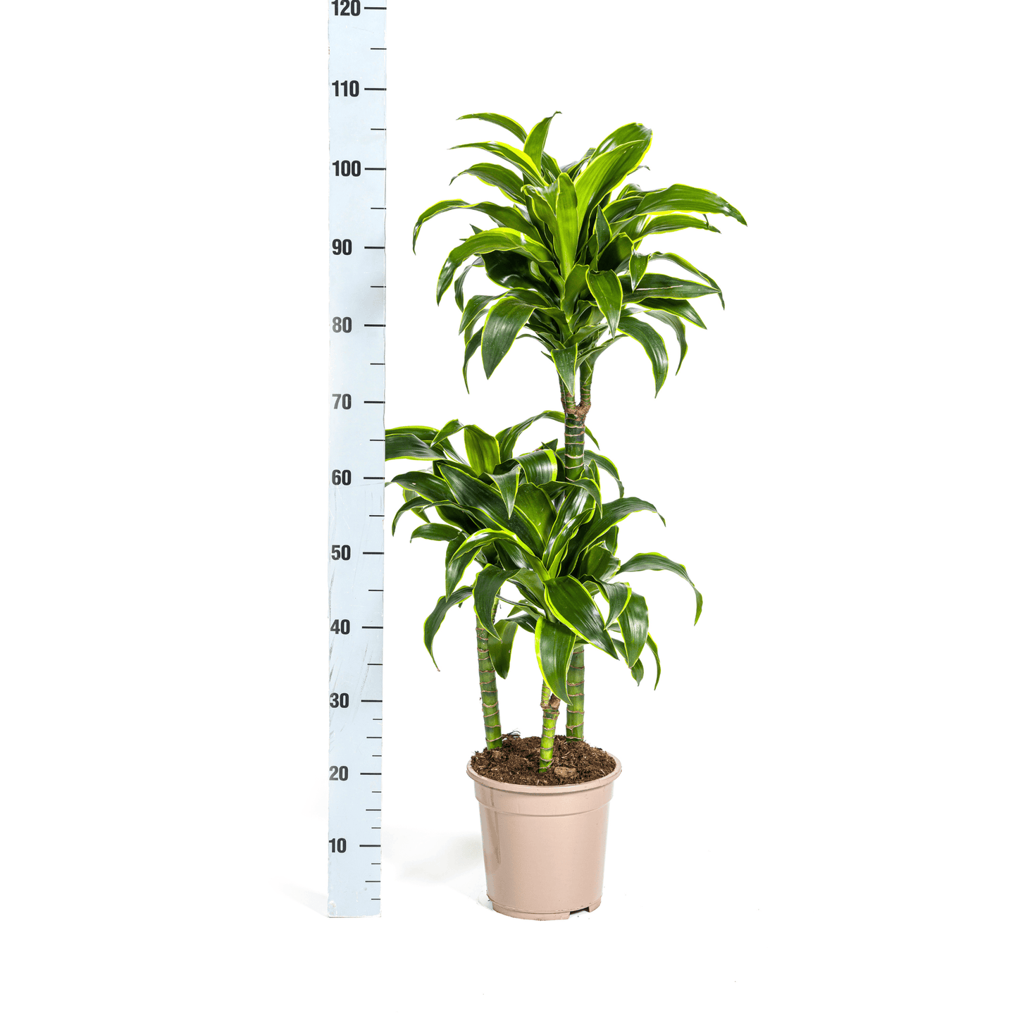 Dracaena Deremensis Dorado Ø21cm - ↕100 - 120cm - Botanic-Vibes
