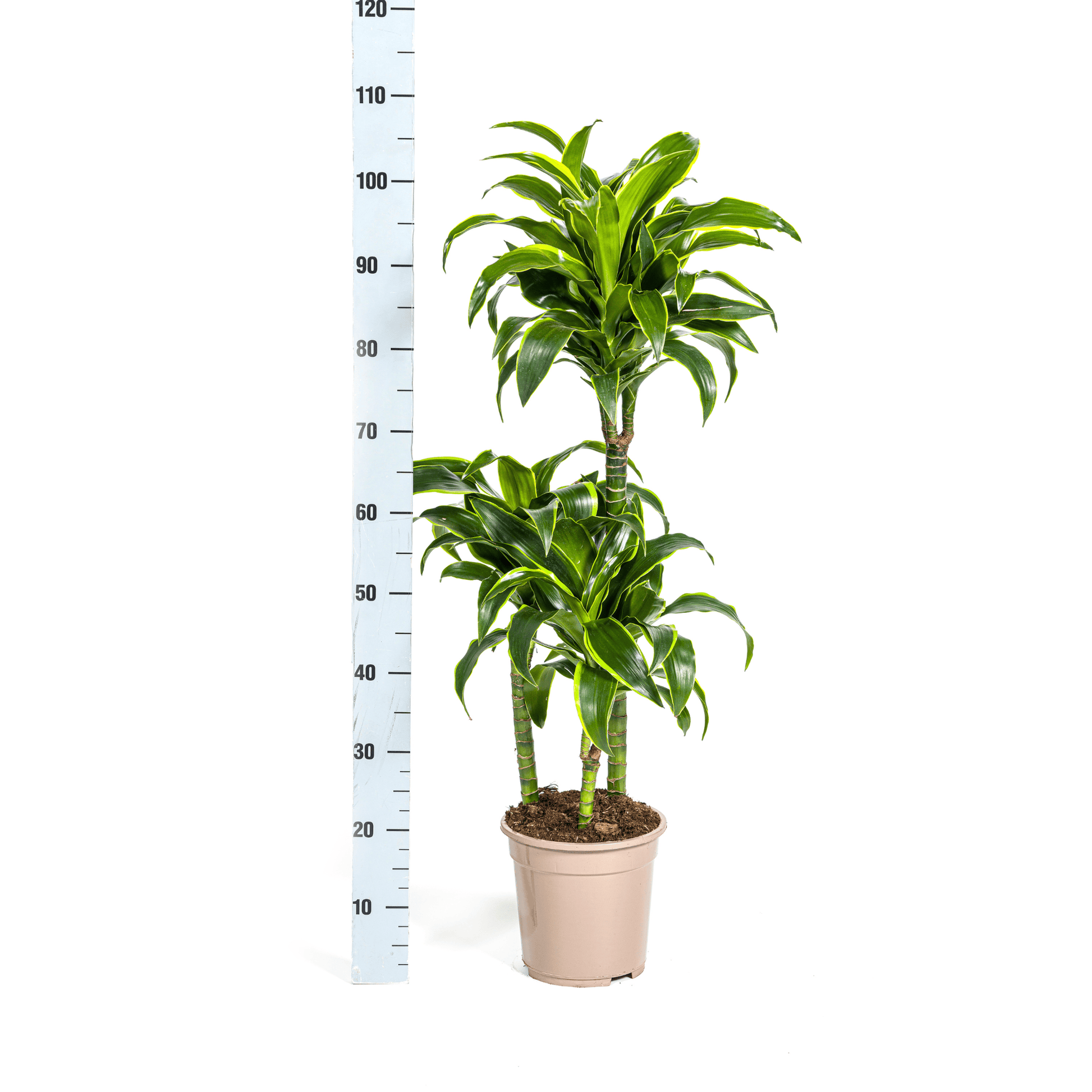 Dracaena Deremensis Dorado Ø21cm - ↕100 - 120cm - Botanic-Vibes