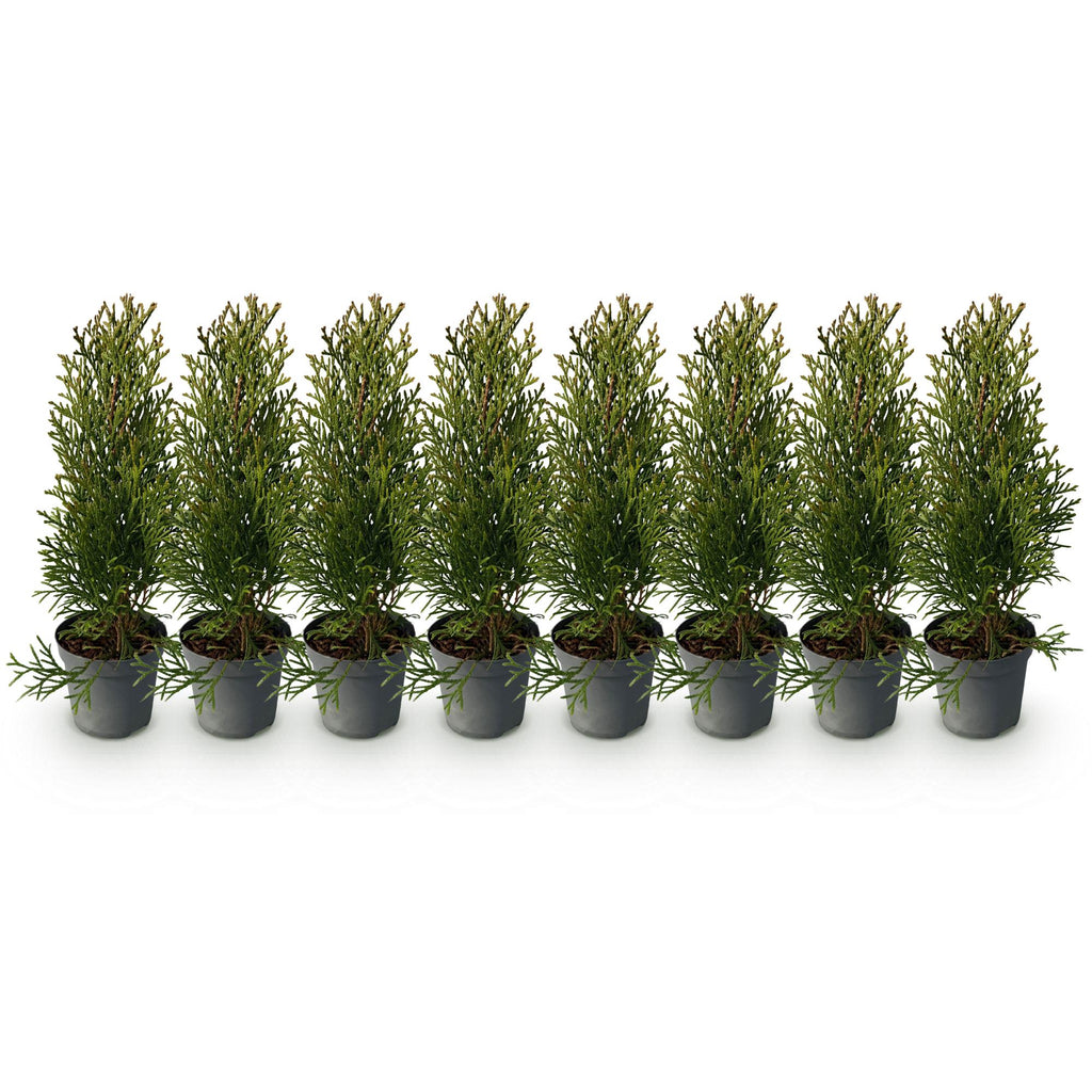 Heckenpflanzen, Thuja occidentalis Smaragd, Blatt grün, 8 Pflanzen, 1 laufender Meter, immergrün, Topf 9 cm 30 cm