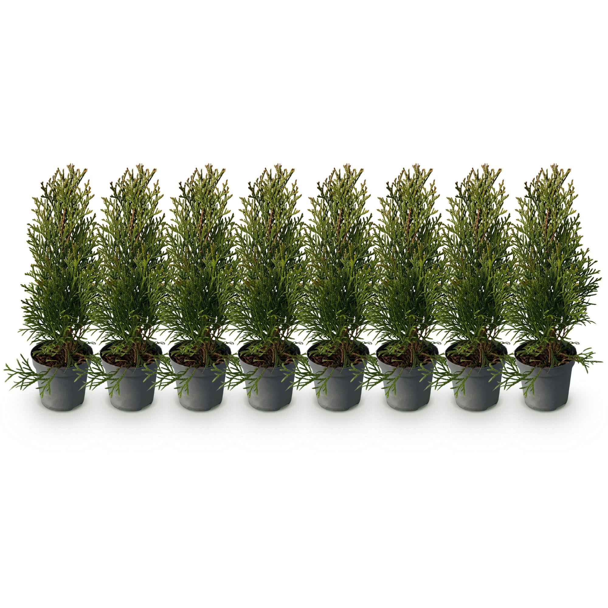 Heckenpflanzen, Thuja occidentalis Smaragd, Blatt grün, 8 Pflanzen, 1 laufender Meter, immergrün, Topf 9 cm 30 cm
