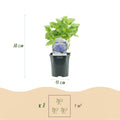 Hortensie, Hydrangea macrophylla Blau, Blüte Blau, 3 Pflanzen, 1m2, Laubabwerfend, Wenig Pflege, Topf 17 cm 30 cm