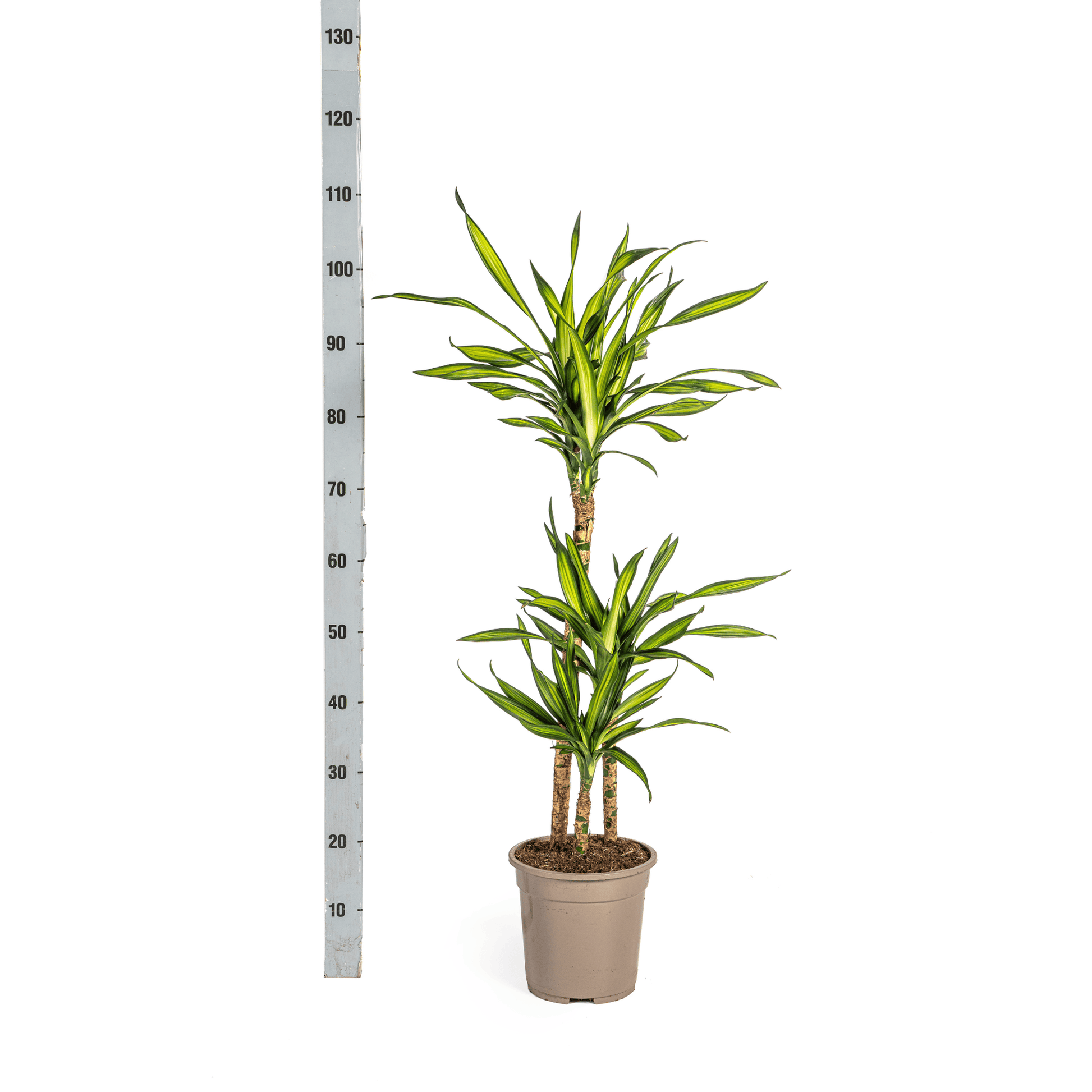 Dracaena Deremensis Rikki Ø21cm - ↕90 - 110cm - Botanic-Vibes
