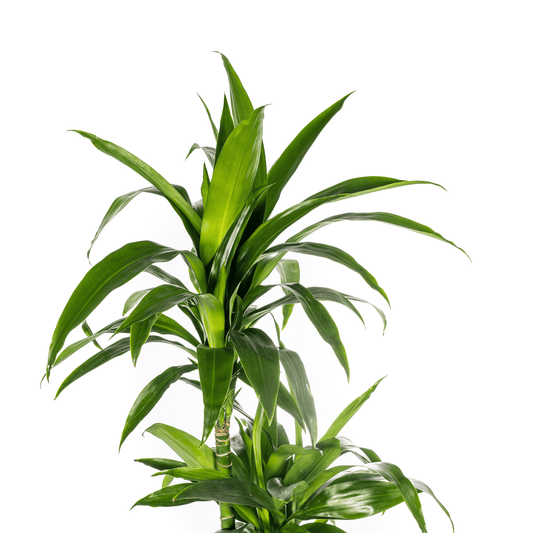 Dracaena Deremensis Lisa Ø24cm - ↕130 - 150cm - Botanic-Vibes