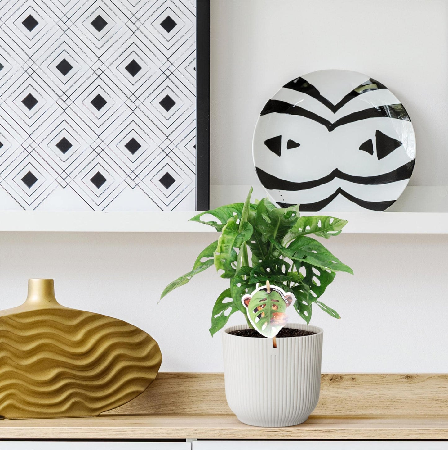 Monstera obliqua 'Monkey Leaf' – 25 cm – Ø12 - Botanic-Vibes