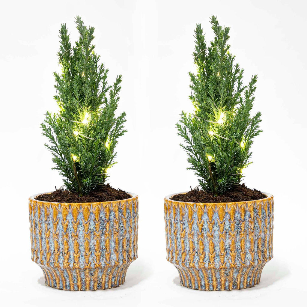Set von 2 – Weihnachtsbaum 'Ellwoodii' + Topf Echo + 20 LED-Lampen – 25–30 cm hoch - Botanic-Vibes