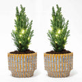 Set von 2 – Weihnachtsbaum 'Ellwoodii' + Topf Echo + 20 LED-Lampen – 25–30 cm hoch - Botanic-Vibes