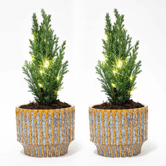 Set von 2 – Weihnachtsbaum 'Ellwoodii' + Topf Echo + 20 LED-Lampen – 25–30 cm hoch