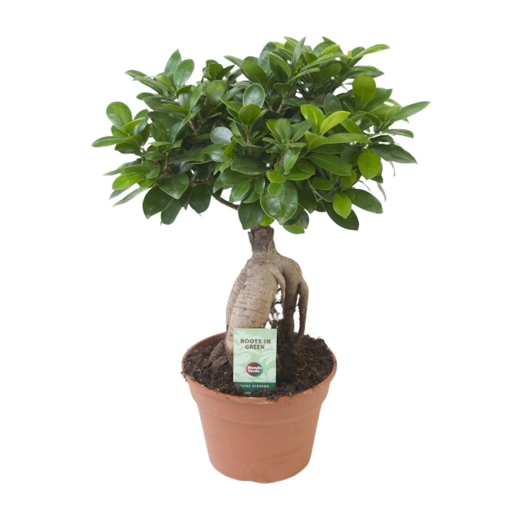 Ficus Ginseng, Ø17 cm, 40 cm