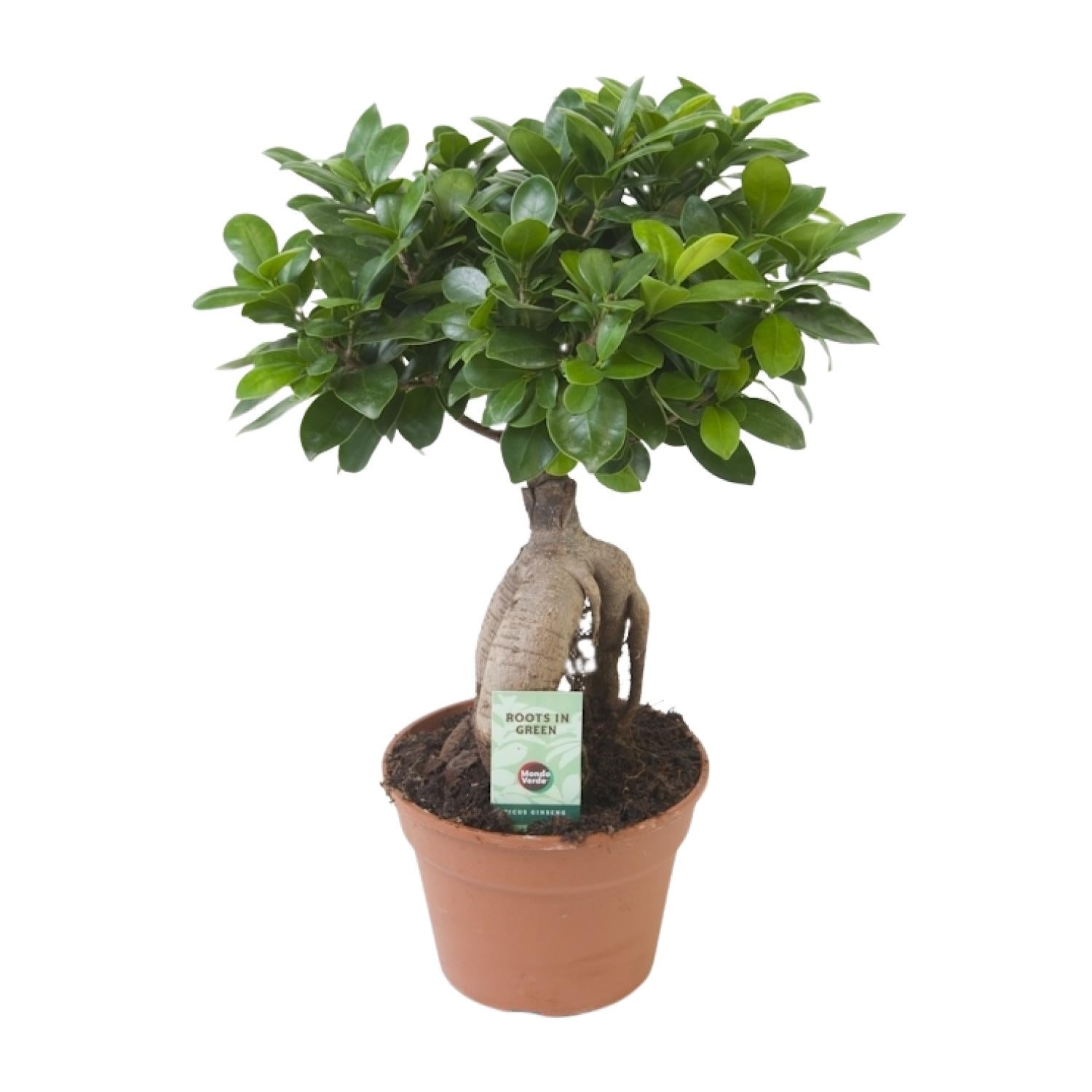 Ficus Ginseng, Ø17 cm, 40 cm