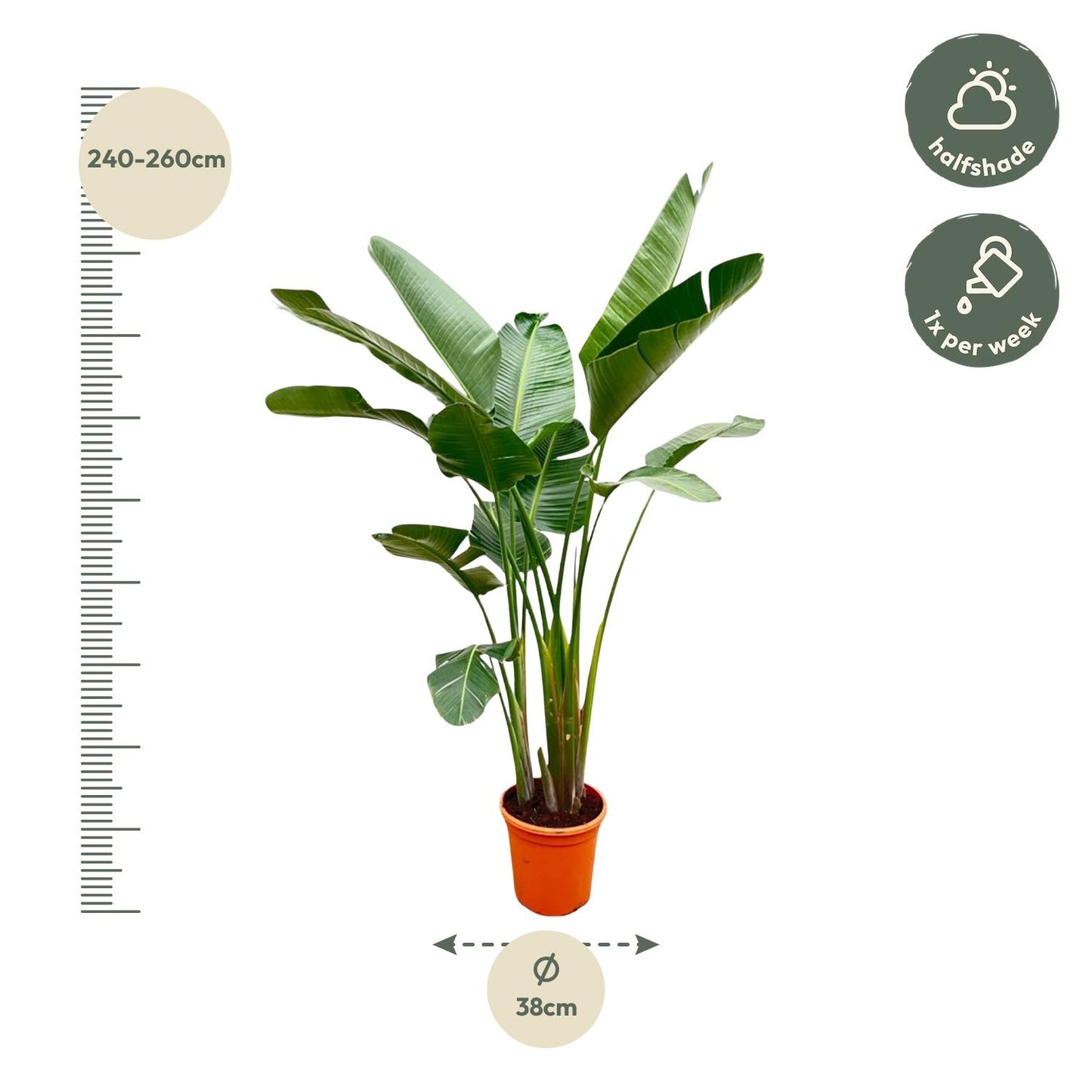 Strelitzia augusta de luxe XXL – 250cm – Ø38