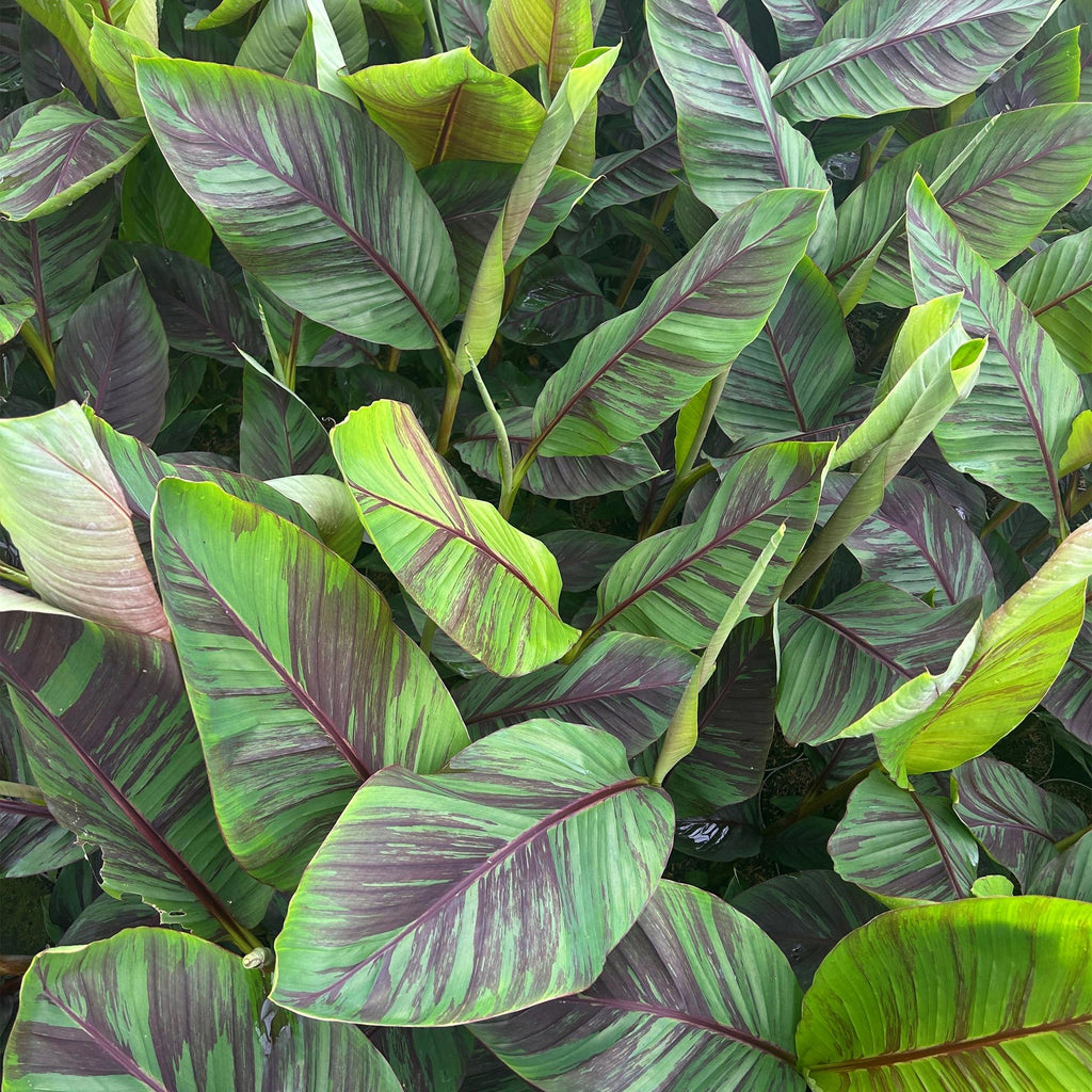Fruchtpflanze, Musa Ever Rot, Bananenbaum, Winterhart, Grün-Rot, 1 Pflanze, Topf 21 cm, 70-90 cm
