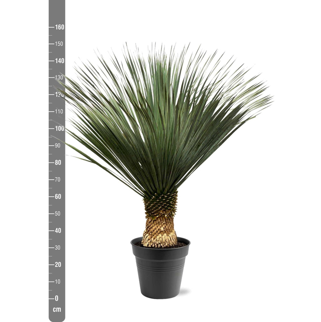 Yucca Rostrata – 130–150 cm – Ø50 - Botanic-Vibes